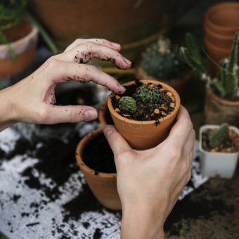 Want to grow your own mini vegetables without the need of a garden?