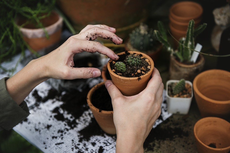 You are currently viewing Want to grow your own mini vegetables without the need of a garden?